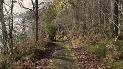 aerial drone footage reversing slowly along a garden path fringed by broadleaved trees on both sides of the path