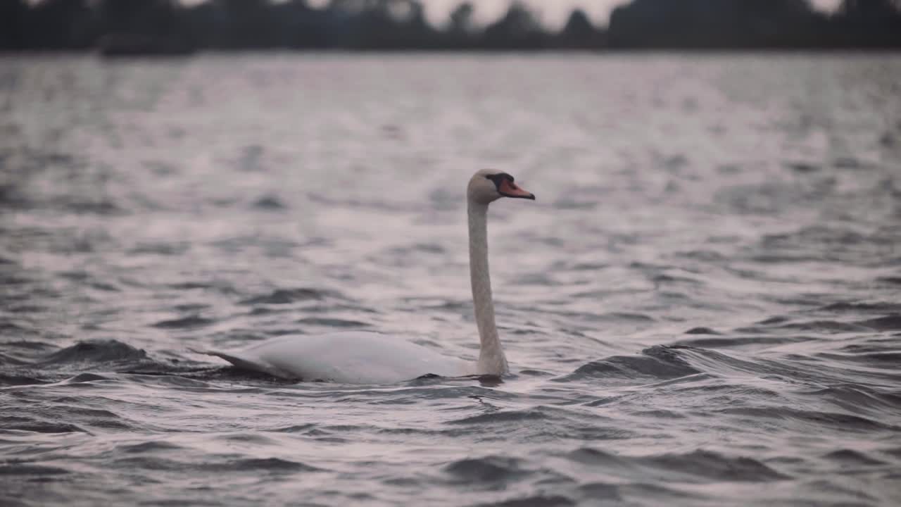 cisne nadando a través del agua picada en un día oscuro y sombrío