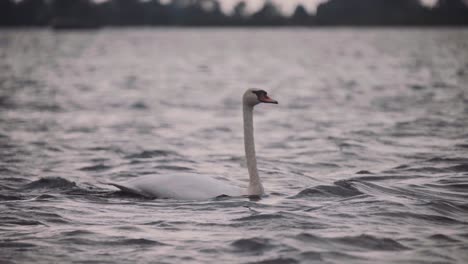 swan swimming through choppy water on a dark gloomy day