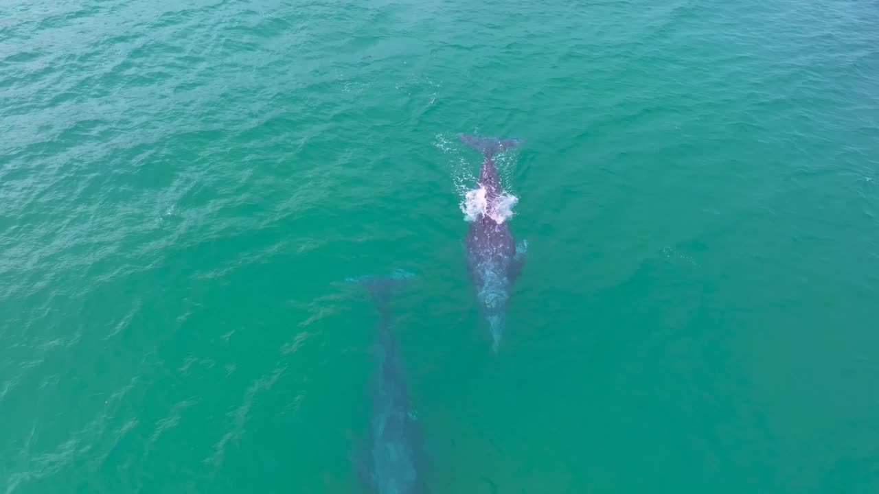 Stunning drone shot of whales swimming together in the ocean. Captures the elegance of marine life