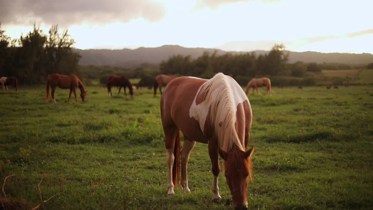 toma en cámara lenta de un hermoso caballo pinto pastando y alimentándose de la exuberante hierba verde en un rancho en hawaii