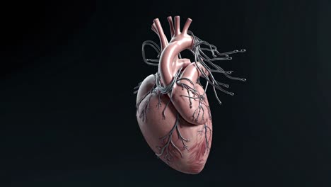 3d model of a human heart
