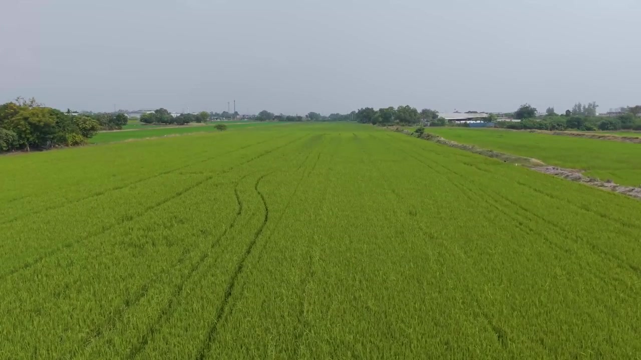 Riprese aeree di risaia a Patumthani, Thailandia