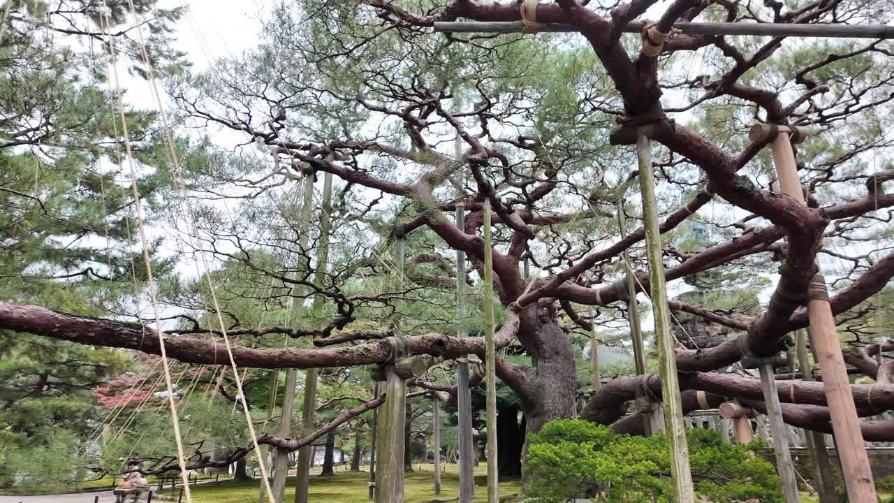 Magnificent tree with sprawling branches supported in a tranquil traditional kenrokuen garden.