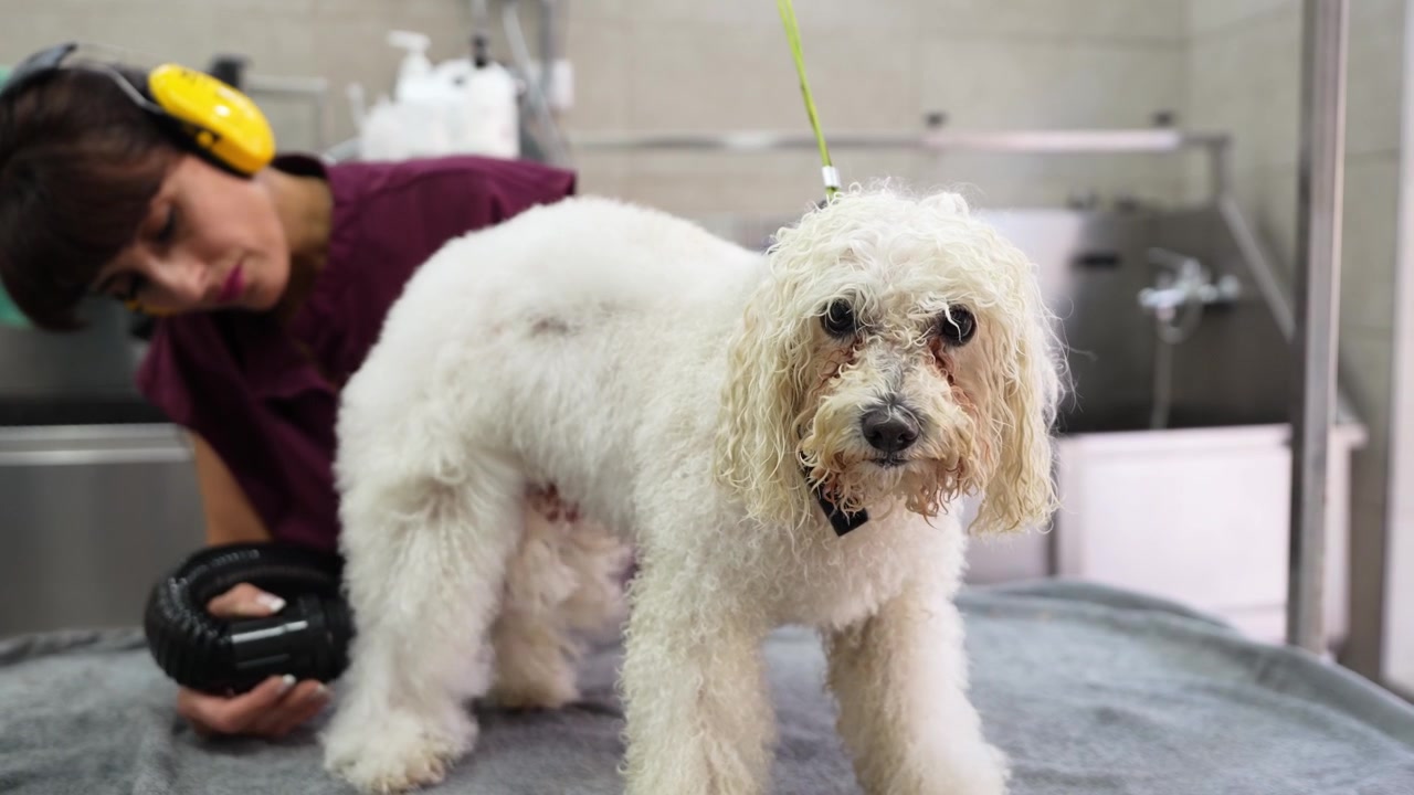 Toelettatore professionista che asciuga un cane bianco a pelo riccio dopo il bagno.