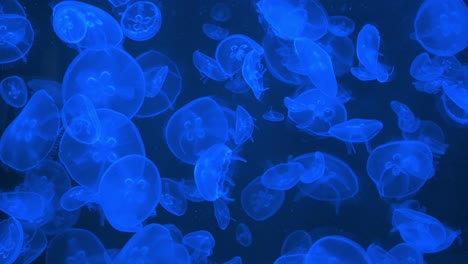 cientos de medusas marinas nadan en un colorido tanque de exhibición iluminado en el parque temático de diversiones y animales ocean park en hong kong