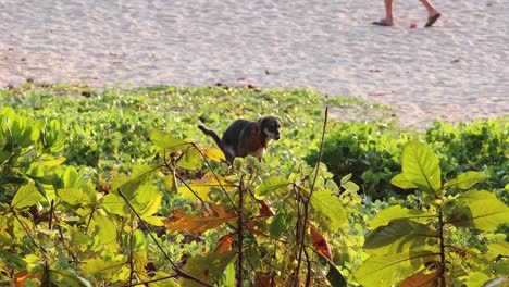 un perro vaga en medio de la vegetación cerca de una playa