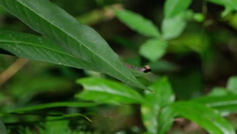 Ruht-Auf-Einem-Langen,-Schlanken-Blatt-Unter-Der-Morgensonne,-Fliegt-Dann-Zu-Einem-Blatt-Davon-Und-Kehrt-Dann-Zurück