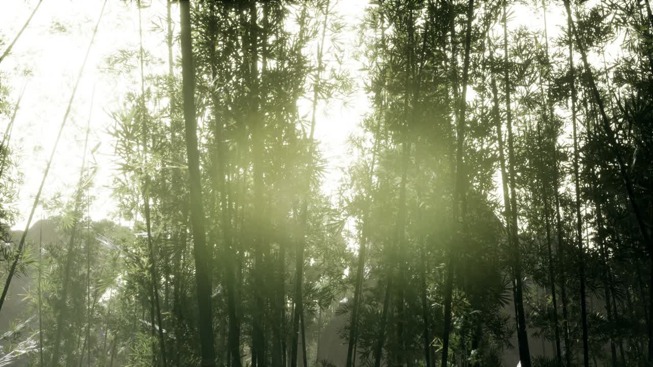 바람이 불고 조용한 아라시야마 대나무 숲