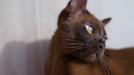 pretty muzzle of burmese kitten. beautiful domestic animal portrait. adorable shorthair brown kitten with big eyes. close-up.