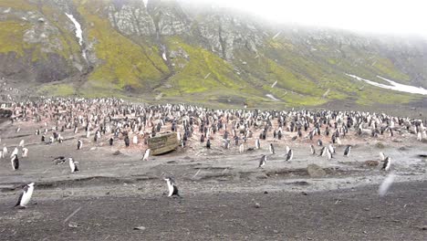 Zügelpinguinkolonie-In-Baily-Head-Auf-Deception-Island-In-Der-Antarktis