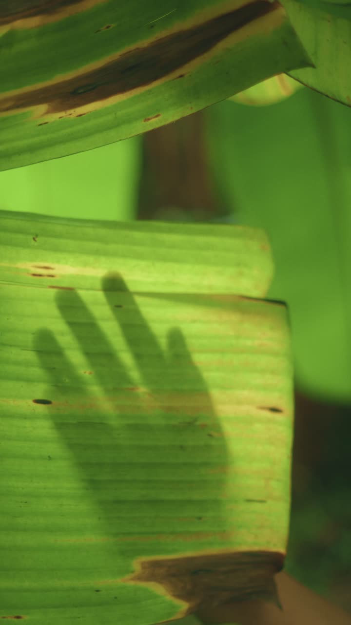 Silhouette of hand creating shadow on green leaf in bright natural sunlight