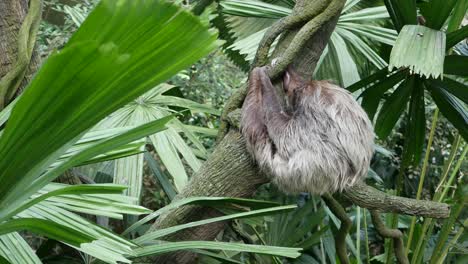 sloth in a tree