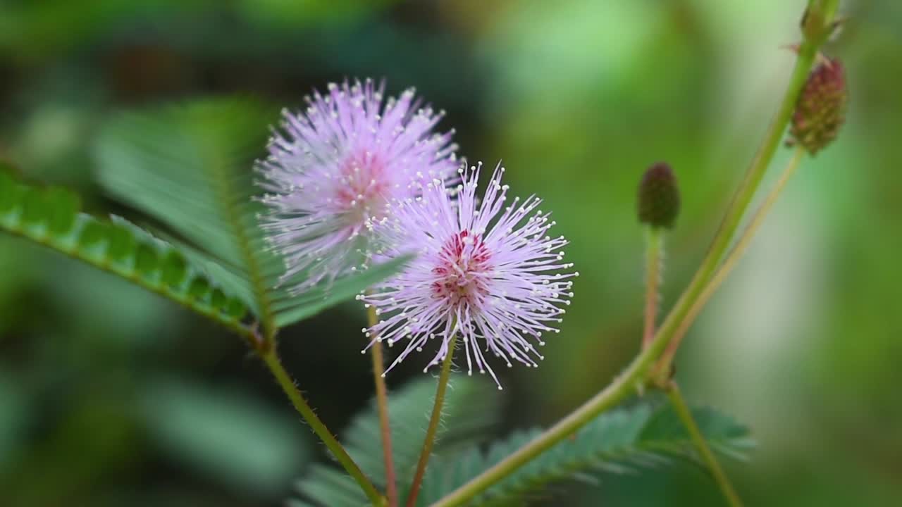 Close-up of Mimosa Pudica Flowers