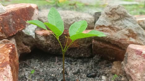 water-droplets-hit-small-plants