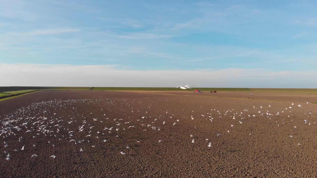 떼, 갈색, 네덜란드, 흙, 갓 경작된 농지 위의 갈매기 벌집