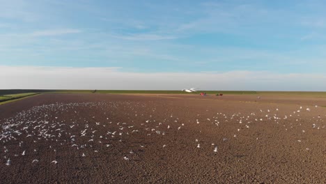 Swarm,-hive-of-seagulls-above-brown,-dutch,-earthy,-freshly-plowed-farmland