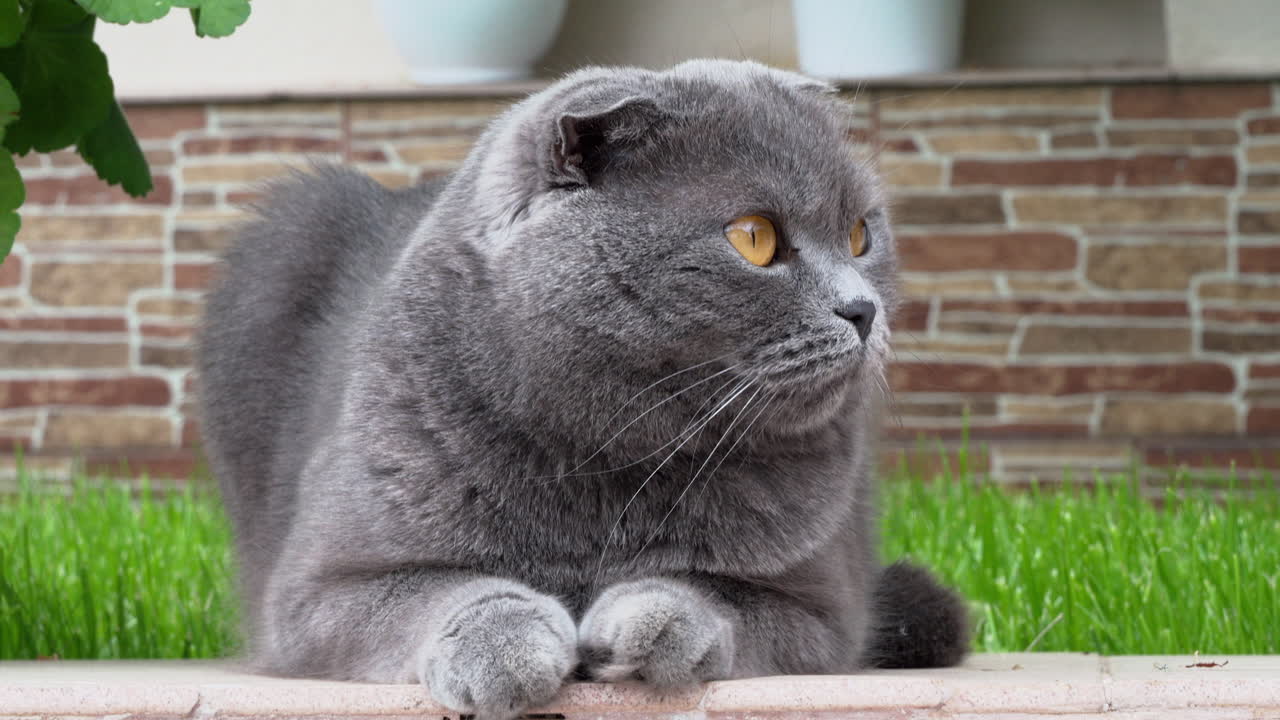 Close up of a grey Scottish Fold cat looking around in a court