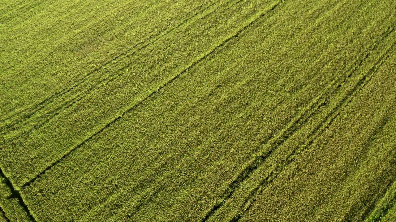 вид с высоты птичьего полета на рисовые поля к северу от италии, ломбардия