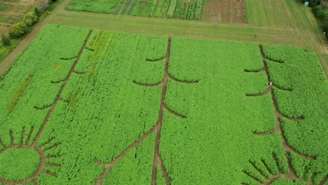 sunflower field with sunflower shape crop circles taken from drone.