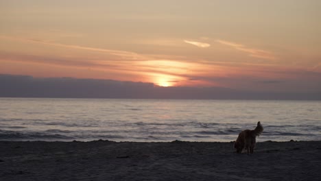 golden retriever dog walking on the beach at sunset near the ocean in norway