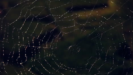 dew-covered spider web at night