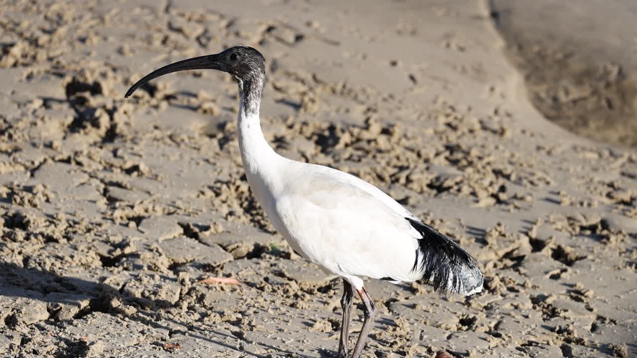 이비스는 모래 해변을 따라 먹이를 찾습니다.
