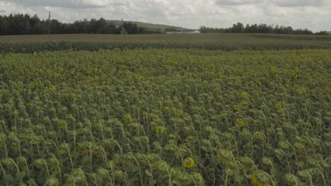 girasoles de campo agrícola que crecen en abundancia junto con la cosecha de maíz