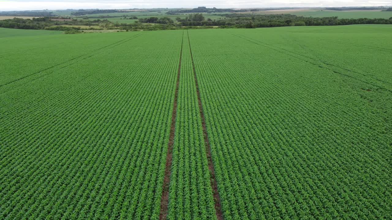 campos de soja en brasil