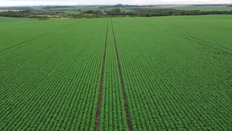 Campos-De-Soja-En-Brasil