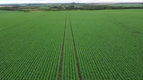 campos de soja en brasil