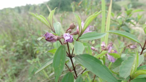 close up of melastoma malabathricum being blown by the wind