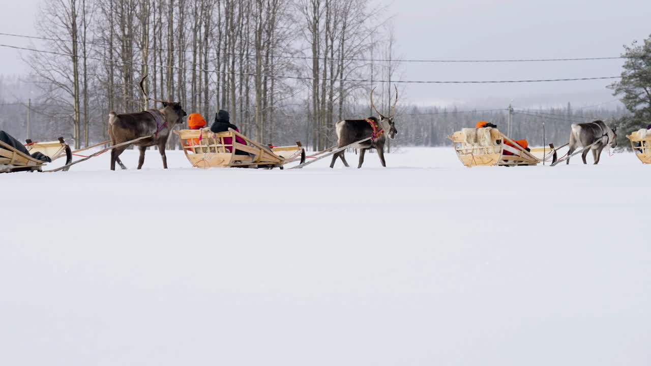 Turister kjører reinsdyrslede i Muonio, Finland, nær Lappland