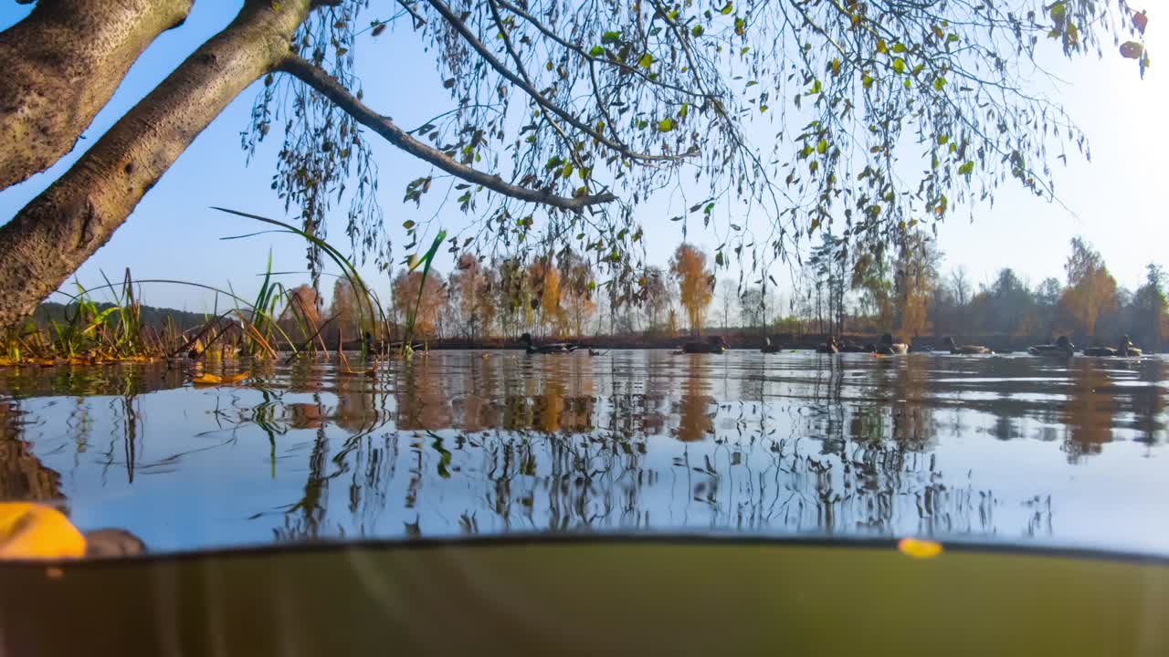 가을 호수 연안의 오리들. 물  ⁇ 에서 보는 풍경.