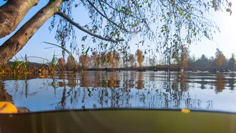 ducks at the shore of the autumn lake. the view from under the water.