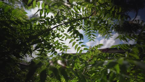 sun flickering through green forest leaves, rack focus