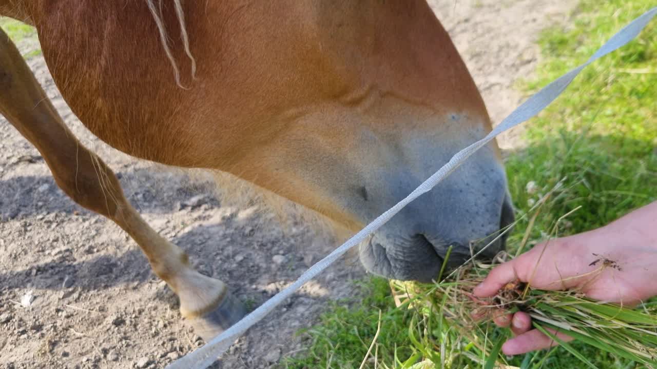 Dos caballos comiendo hierba en Bovallstrand (Suecia)