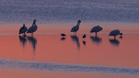 Aves-Playeras-Al-Atardecer-A-Lo-Largo-De-Los-Humedales-De-La-Costa-De-Florida-2