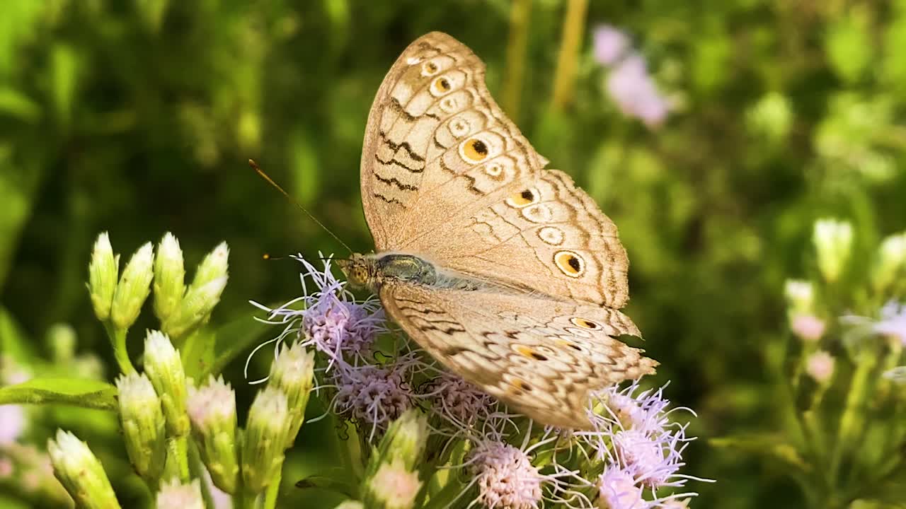 Grey Pansy Butterfly Resting Over Flowering Plant Of Siam Weed On A Sunny Morning. Close-up Shot