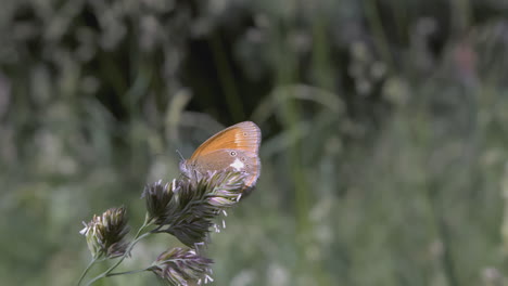 farfalla su un fiore