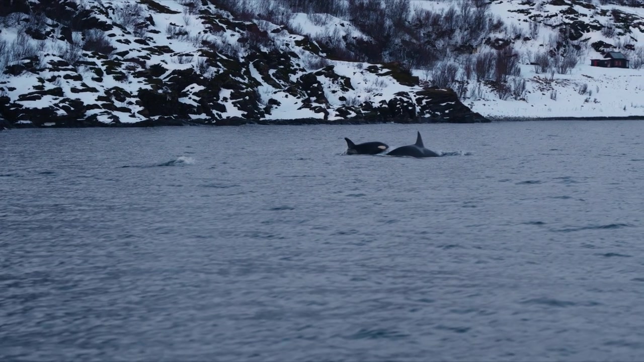 Orca surfaces near snowy Norway shoreline across calm Arctic fjord waters
