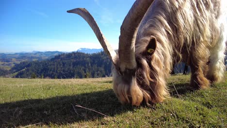 Close-up-of-a-rare-valais-copperneck-goat-grazing-on-a-meadow-in-Switzerland