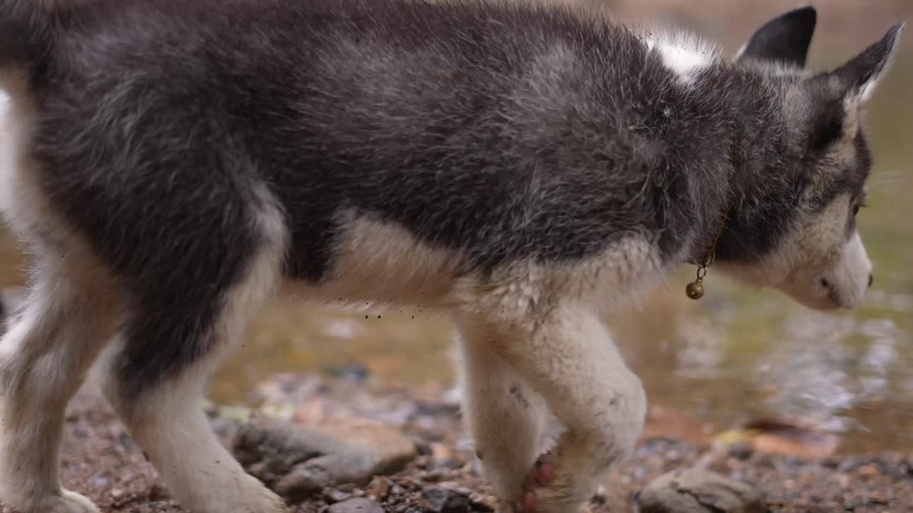 perro husky siberiano, perro husky bebé, cachorro, perro en el río, naturaleza, animal doméstico en un lago, alaska, perro juguetón, dogg