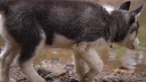 Perro-Husky-Siberiano,-Perro-Husky-Bebé,-Cachorro,-Perro-En-El-Río,-Naturaleza,-Animal-Doméstico-En-Un-Lago,-Alaska,-Perro-Juguetón,-Dogg