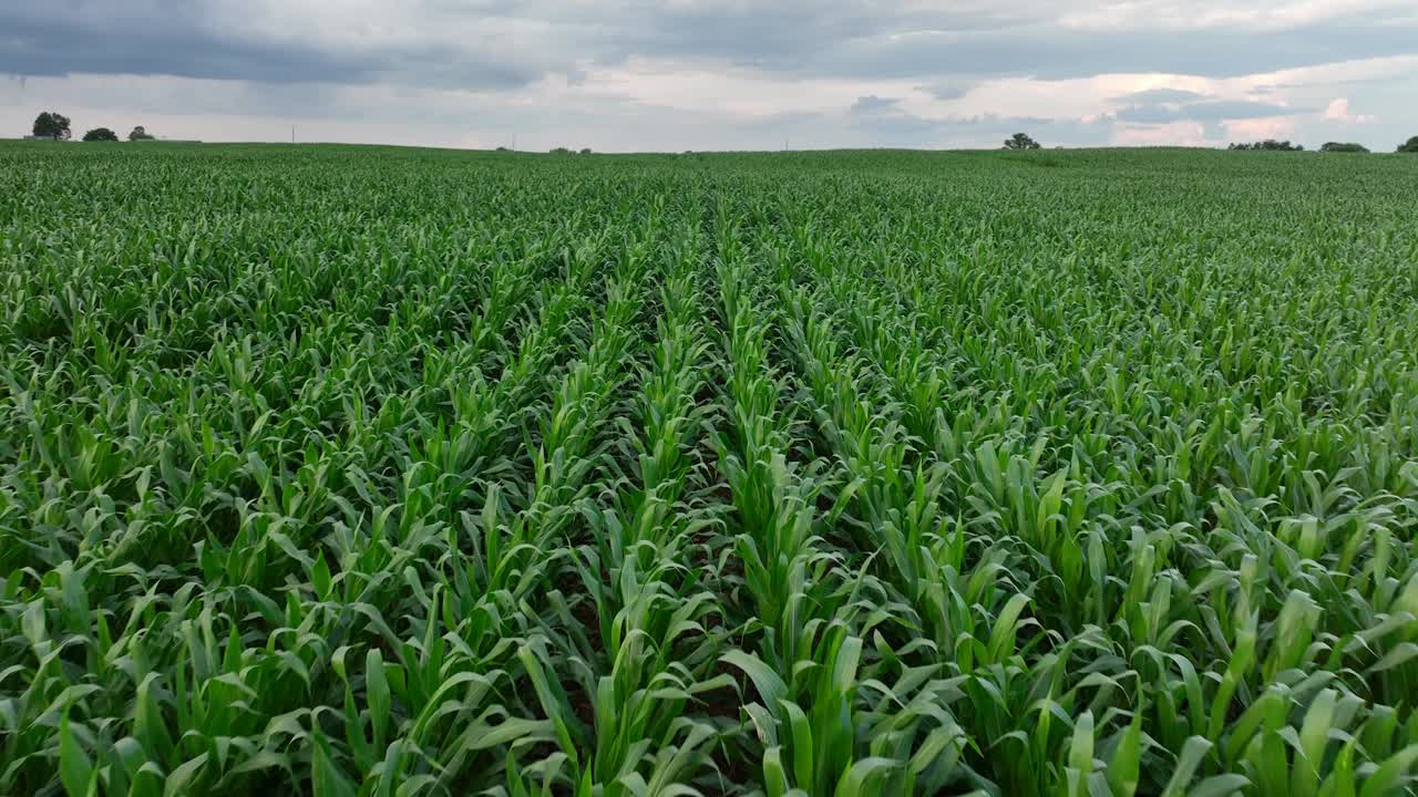 Close up aerial flyover of corn field during summer