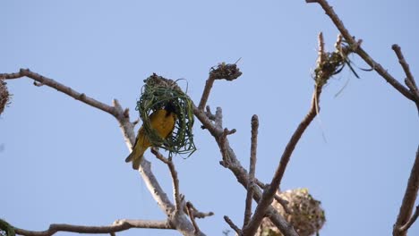 weaver bird builds its nest hanging from a branch in a tree