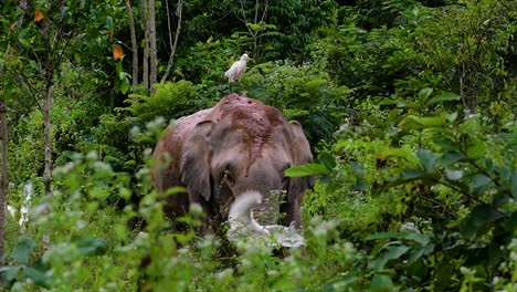 los elefantes asiáticos son especies en peligro de extinción y también son residentes de tailandia