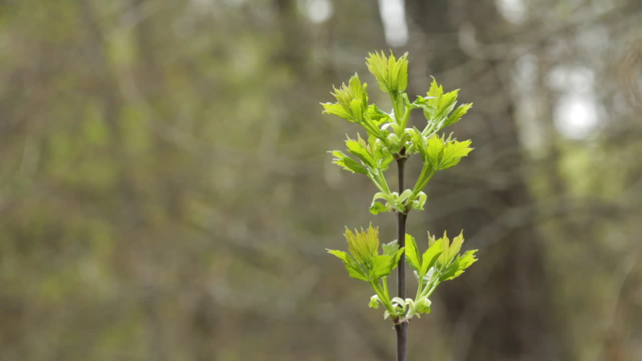 красивое зеленое растение, развивающееся на ветру