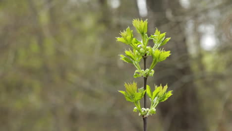 Beautiful Green Plant Blowing in the Wind