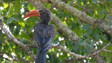 relaxed crowned hornbill sits in tree with lush foliage, shot from behind